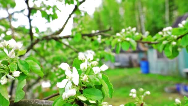 Ramita de manzana con flores blancas — Vídeos de Stock