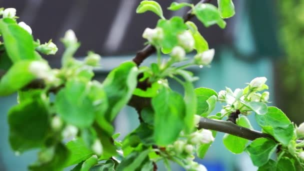 Brindille de pomme aux fleurs blanches — Video