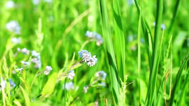 Beautiful blue flowers at field — Stock Video