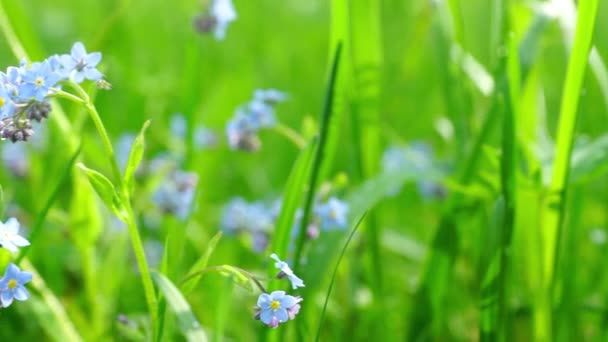 Hermosas flores azules en el campo — Vídeo de stock