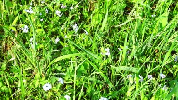 Vackra blå blommor på fältet — Stockvideo
