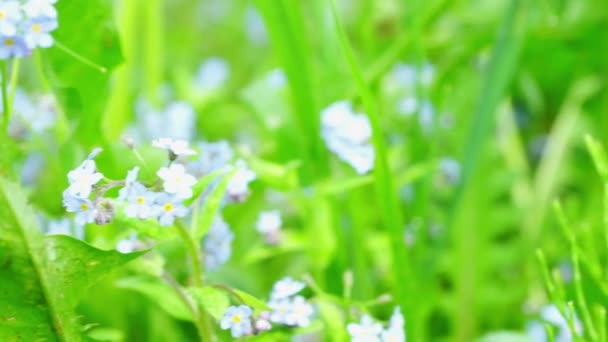 Голубые цветы на поле — стоковое видео