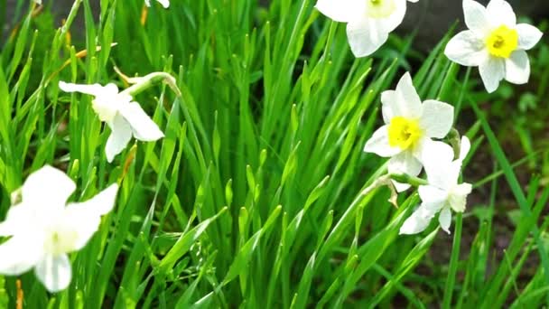 Mooie witte narcissus in gras — Stockvideo