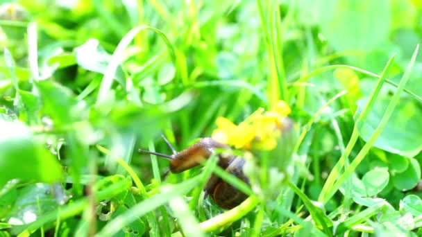 Slow brown snail climbing grass — Stock Video