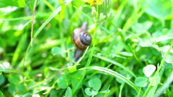 草を登り遅い茶色のカタツムリ — ストック動画