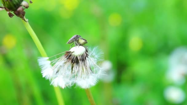 Vista de cerca en el diente de león y dos insectos — Vídeo de stock