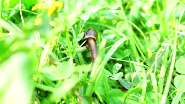 Escargot brun lent grimpant l'herbe — Video