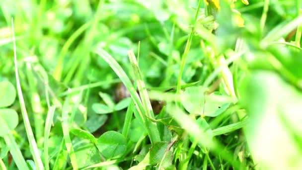 Slow brown snail climbing grass — Stock Video