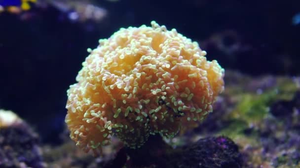 Euphyllia coral bajo el agua cerca — Vídeo de stock