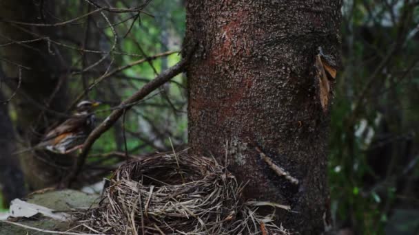 Dřevo scéna s redwing poblíž hnízdo — Stock video