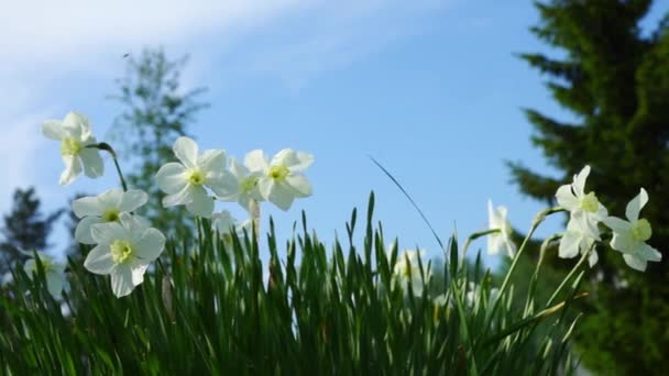 Inschrijving witte narcissus bloemen in gras — Stockvideo