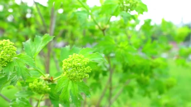 Green bush branch — Stock Video