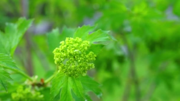 Green bush branch — Stock Video