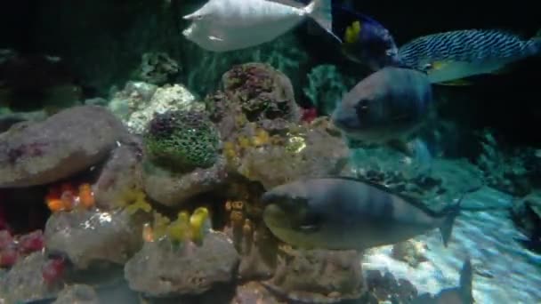 Multi Colored Coral Fishes — Stock Video