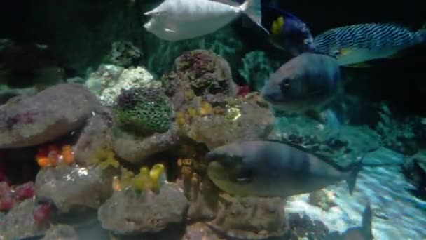 Poissons coralliens multicolores — Video