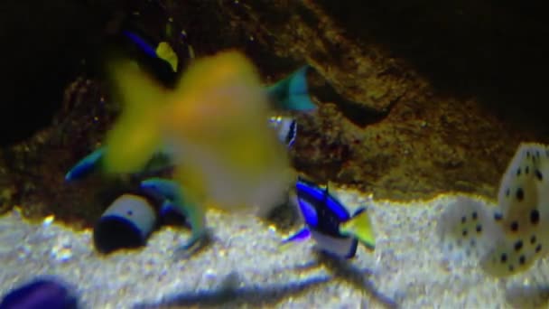 Аквариум с мелкими рыбками — стоковое видео