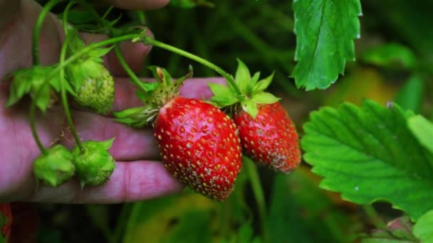 Saftiga jordgubbar i händer — Stockvideo
