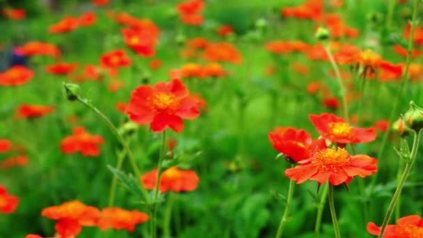 Red Flowers Blooming In The Garden — Stock Video