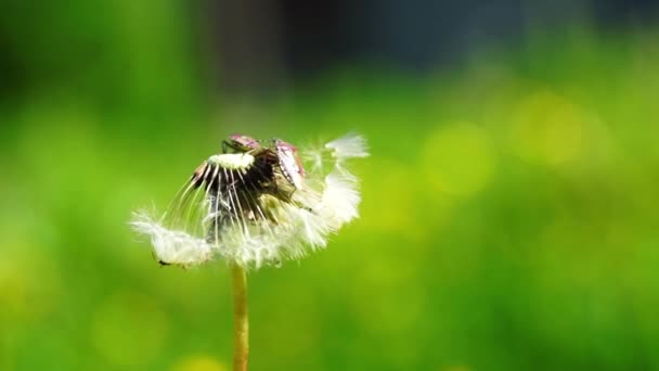 Vista de cerca en el diente de león y dos insectos — Vídeo de stock