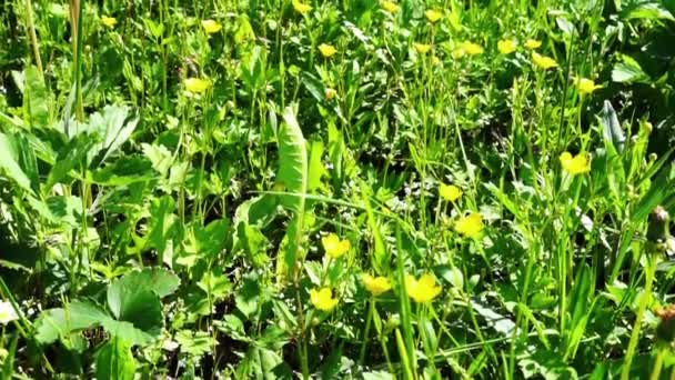 Spring padang rumput dengan bunga kuning — Stok Video