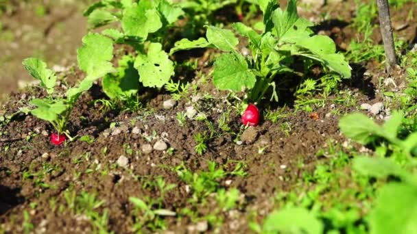 Посадка редьки в домашнем органическом саду — стоковое видео