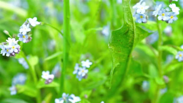 Schöne blaue Vergissmeinnicht-Blumen auf dem Feld — Stockvideo