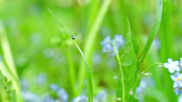 Hermosas flores azules de olvidar-me-not en el campo — Vídeo de stock