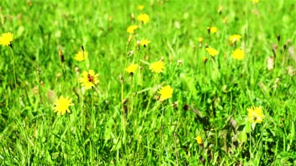 黄色の花の草原 — ストック動画