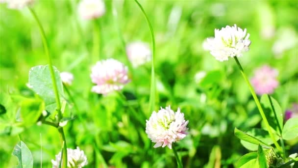 Trifoglio nel campo selvaggio di erba verde — Video Stock