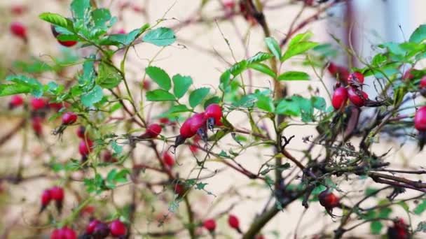 Rose hips moving with the wind — Stock Video