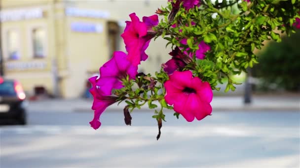 Red Flowers Outdoor Beautify Town — Stok Video