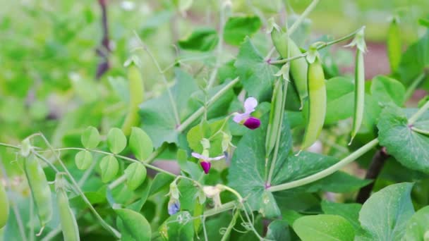 Samenschoten von Erbsenfrüchten — Stockvideo