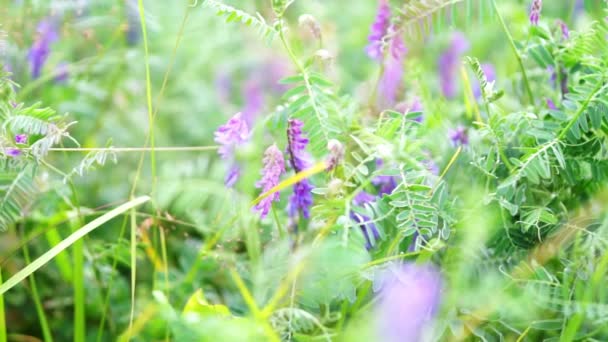 Samenschoten von Erbsenblumen — Stockvideo