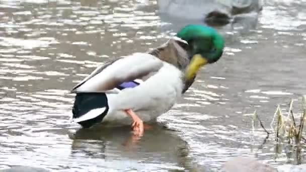 Anatra sulla riva del fiume Lososinka — Video Stock