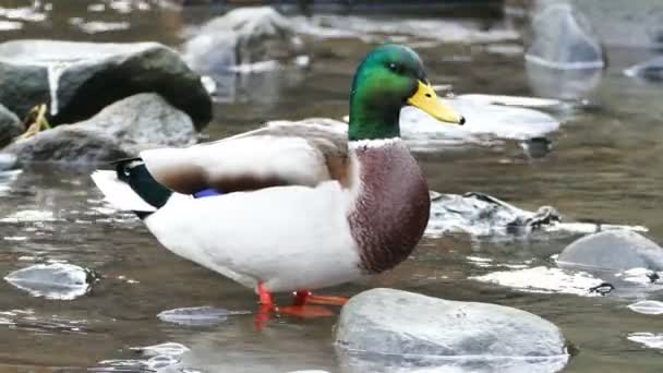 Anatra sulla riva del fiume Lososinka — Video Stock