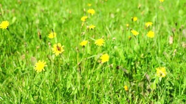 Collecte de pollen d'abeille à partir d'une fleur — Video