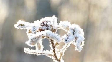 Hoarfrost ile sarı yaprakları kuru