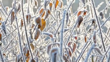Hoarfrost ile sarı yaprakları kuru
