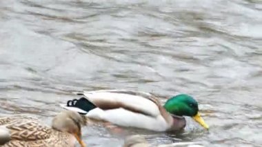 Nehri sahilinde Yüzme ördekler