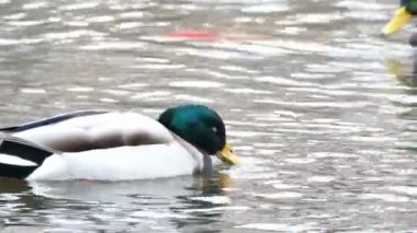 Nehri sahilinde Yüzme ördekler