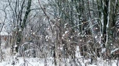 Kış ormandaki yoğun kar yağışı