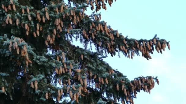 Árvore de abeto com abeto-cones — Vídeo de Stock