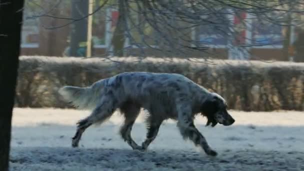 Hund im zugefrorenen Winterpark — Stockvideo