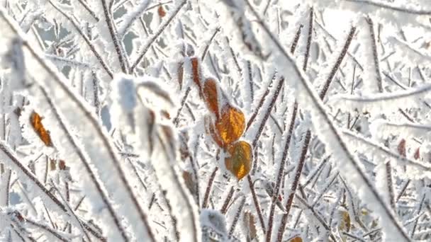 Hojas amarillas secas con Hoarfrost — Vídeos de Stock