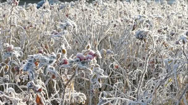 Briar Berries With Hoarfrost — Stock Video