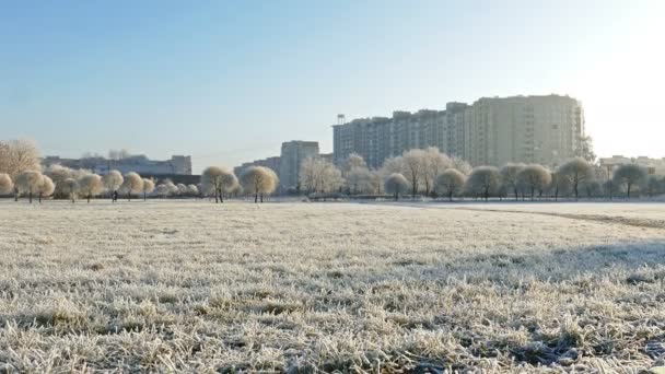 Park miejski z szron na trawie — Wideo stockowe