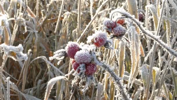 Briar Berries With Hoarfrost in Frosty Day — Stock Video