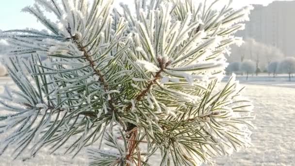 Pino con Hoarfrost en el Parque de Invierno — Vídeos de Stock