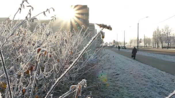 Hoarfrost ile sarı yaprakları kuru — Stok video