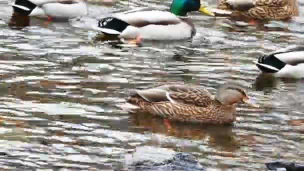 Kudde van eenden jacht in bos rivier — Stockvideo